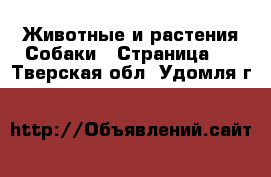 Животные и растения Собаки - Страница 3 . Тверская обл.,Удомля г.